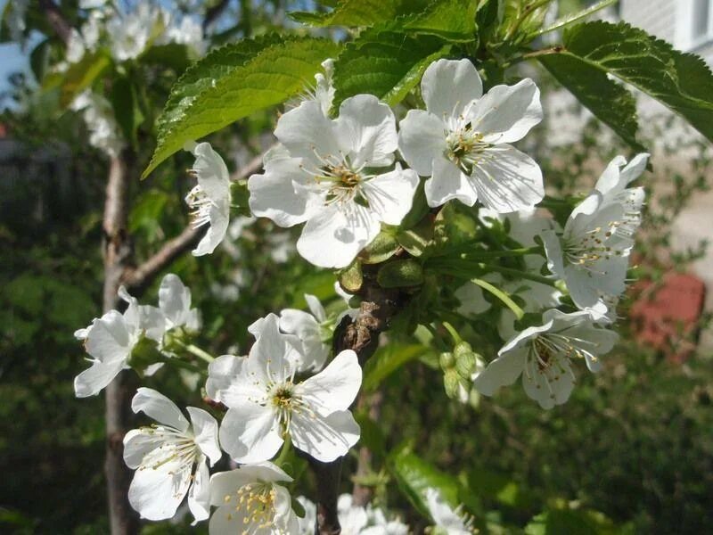 Цветение урюка. Nova | расцветающая ветка. Белоснежная вишня. Расцвела 10. Яблоня хабаровская.