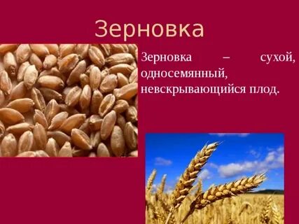 Зерновка многосемянный или