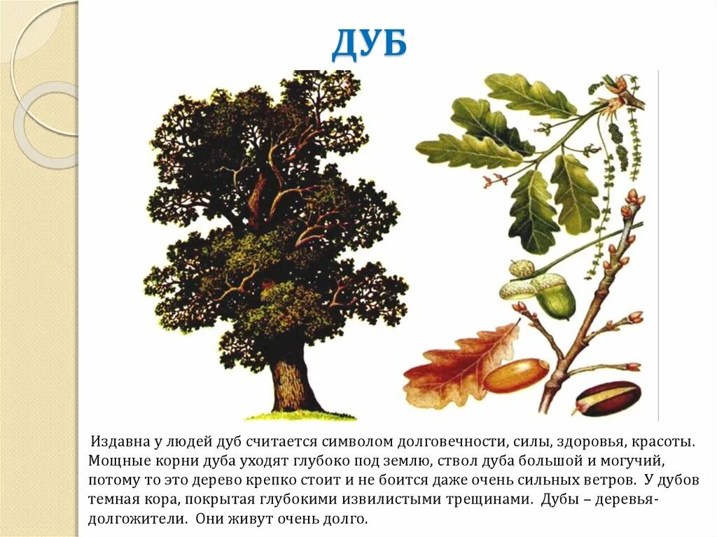 Дуб черешчатый строение. Дуб строение дерева. Дуб дерево описание. Краткая информация про дуб.