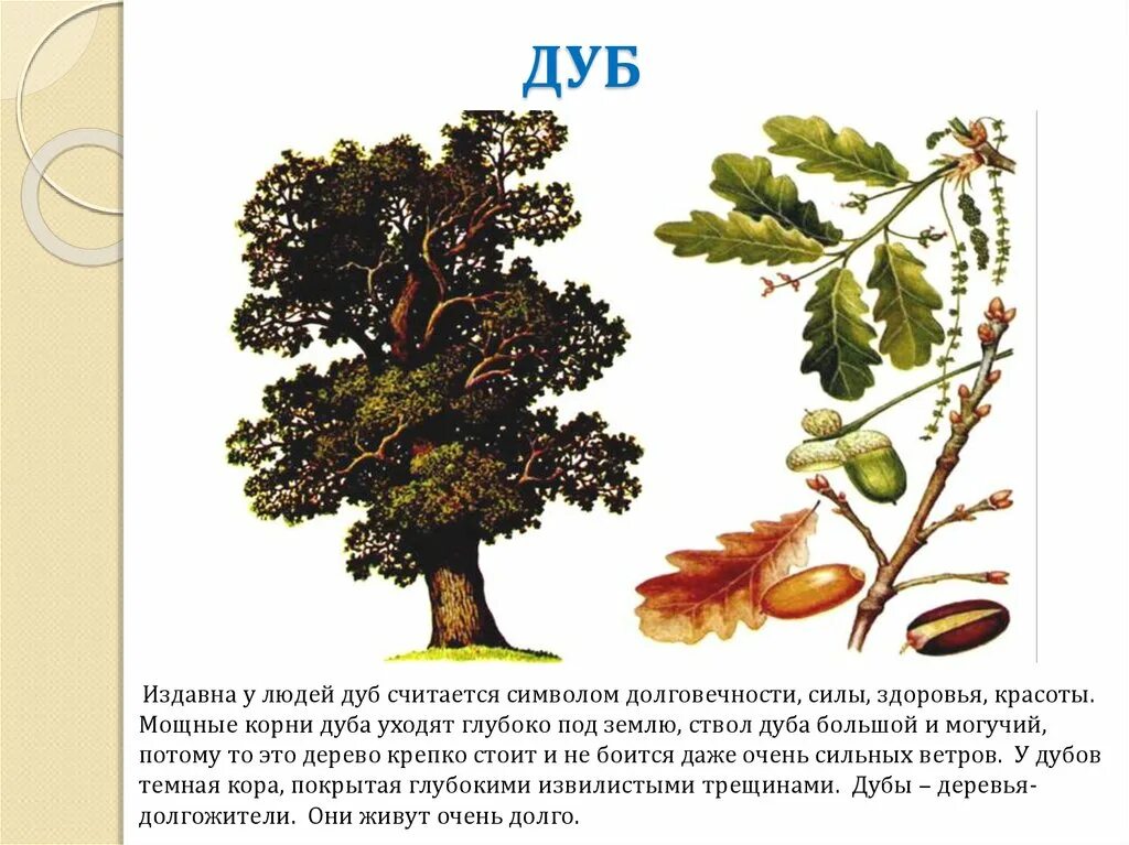 Дуб черешчатый строение. Дуб строение дерева. Дуб дерево описание. Краткая информация про дуб. Дуб текст описание