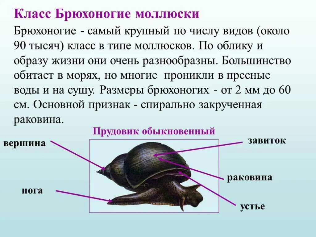 Проверочная работа по теме моллюски 7 класс. Конспект биология 7 класс константинов класс брюхоногие моллюски. класс брюхоногие моллюски раковина. конспект по биологии 7 класс общая характеристика моллюсков кратко. брюхоногие моллюски раковина 7 класс.