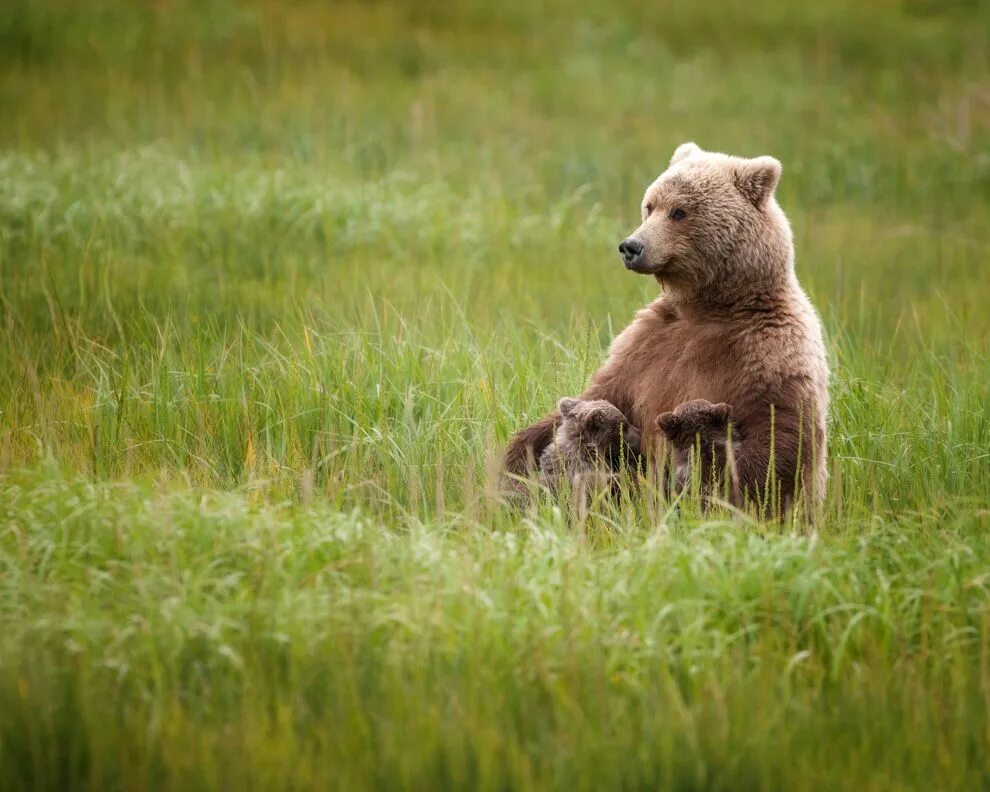 Spring bear. Цветы и животные. Медведь весной. Путешествие тедди. Мексиканский медведь гризли.