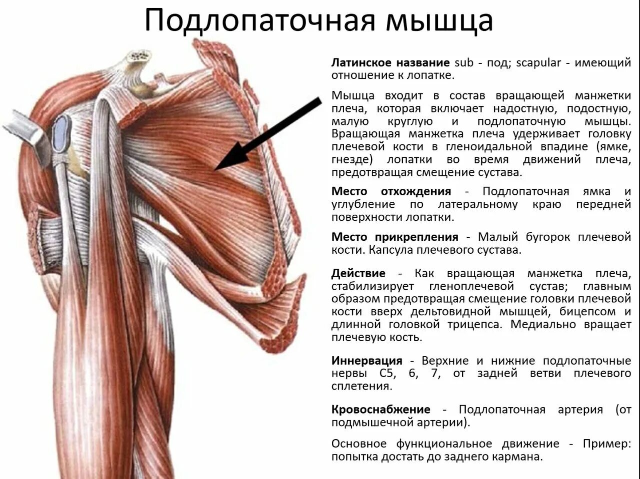 Повреждение сухожилия подлопаточной мышцы. Подлопаточная мышца плечевого сустава. Подостная мышца9длинная. Мускулюс субскапулярис. Растяжка подлопаточной мышцы.