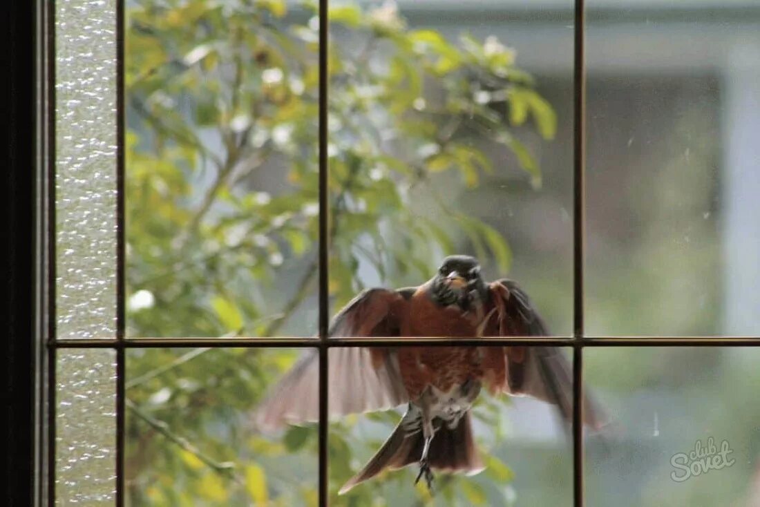 Почему птица бьется. Птицы на окна. Птицы за окном. Птица бьется в окно. Пиичка ВОКО.