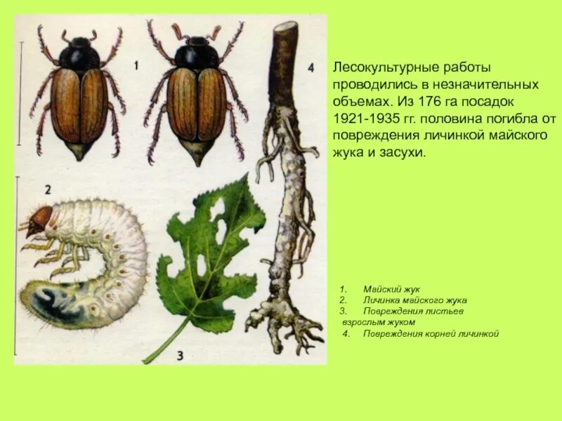 Майский жук корни деревьев. Хрущ Жук личинка. Восточный Майский хрущ личинка. Хрущ личинка майского жука. Майский хрущ жизненный цикл.