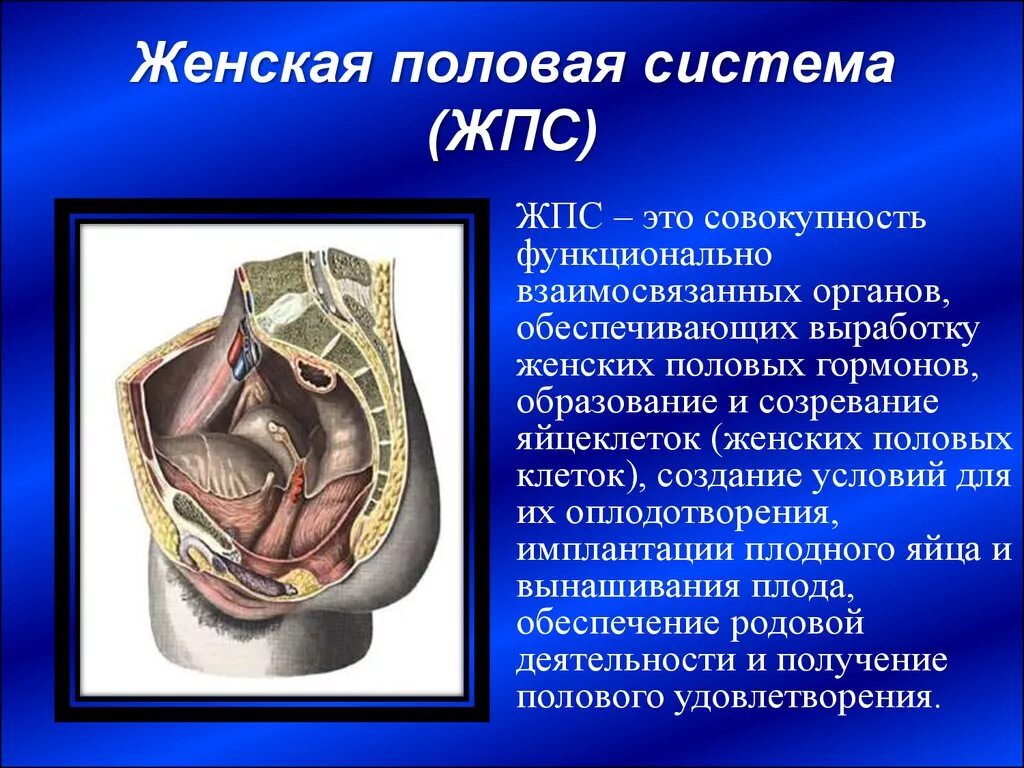 Функции органов женской половой системы. Половая система. Система женских половых органов. Женская половая система органы. Анатомия половой системы женщины.