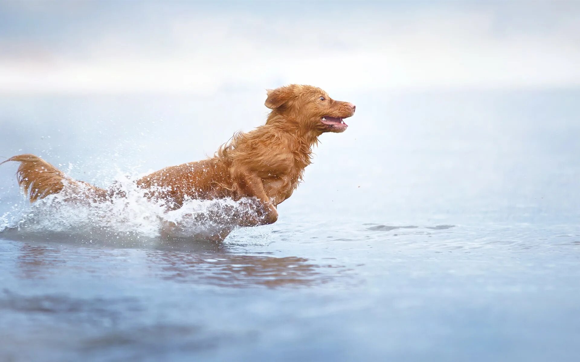 Собака прожить без воды. Новошотландский ретривер. Собака в воде. Собака плавает. Собака бежит.