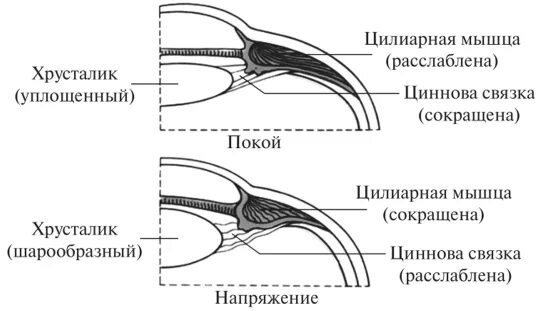 Схема аккомодационного рефлекса. Схема рефлекторной дуги аккомодации. Аккомодационный рефлекс схема физиология. Рефлекс аккомодации глаза.