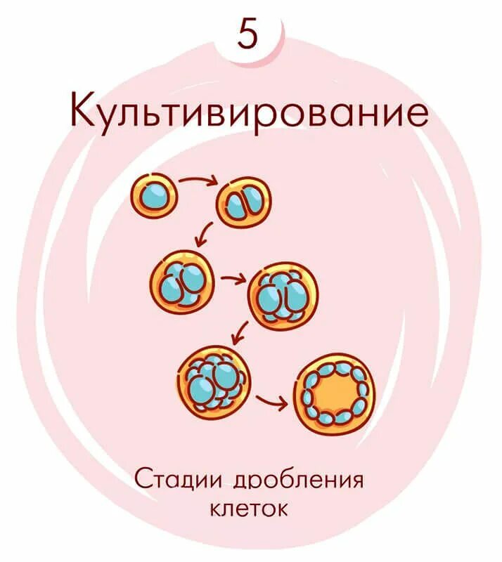 Культивирование эмбрионов эко. Оплодотворение яйцеклеток и культивирование эмбрионов. Этап культивирования ооцитов и эмбрионов. Этапы экстракорпоральное оплодотворение. Бесплодие донор