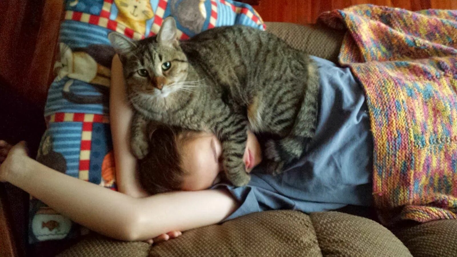 Доминирующий кот. Коты доминируют. доминируй властвуй унижай коты.