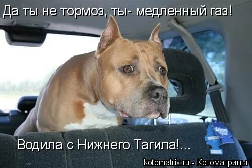 Кот тормозит. Я не тормоз я медленный газ мем. Я не тормоз я медленный газ картинки. Тормоз прикол. Я тормоз.