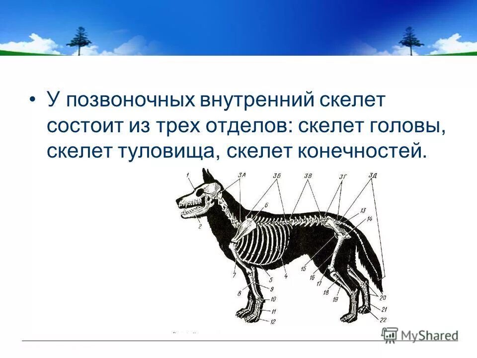 Внутренний скелет состоит из. Внутренний скелет. Скелет опора. Скелет опора организма 6 класс. Опора и движение организмов таблица.