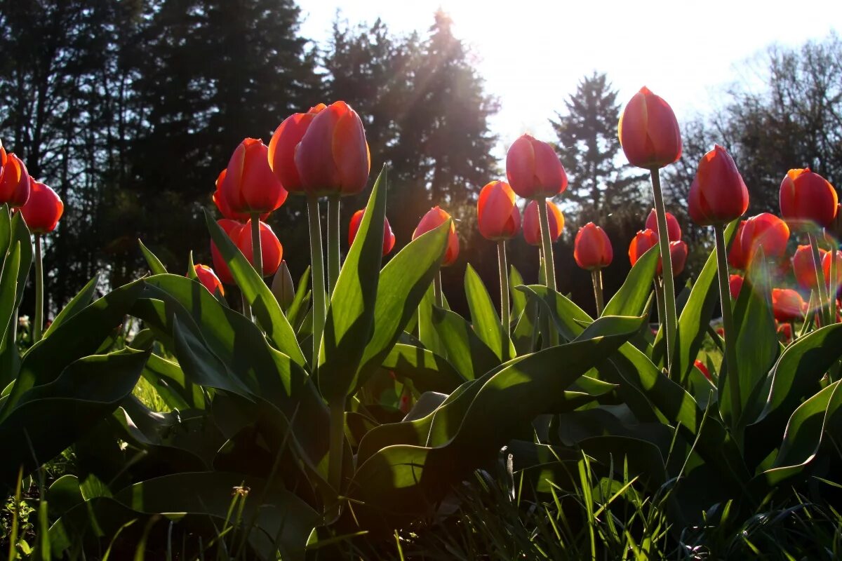 За сколько вырастают тюльпаны. Вегетация тюльпанов. Среднецветущие тюльпаны. Красные тюльпаны в саду. Распустившийся тюльпан.