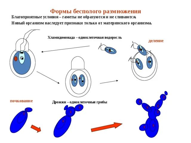 Отличия бесполого размножения