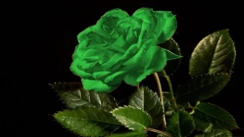 Если рассматривать красные розы через зеленое стекло. Зеленые розы. Зелёные розы Эстетика. Зелёные розы фото. Зеленые розы арт.