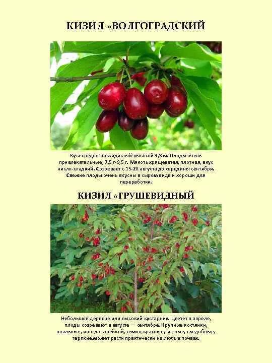 Кизил владимирский описание сорта. Кизил обыкновенный дерево кустарник. Кизил Волгоградский куст. Кизил Лукьяновский описание сорта.