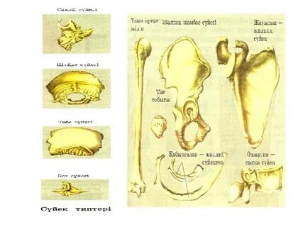 Бөкселер фотогалереясы