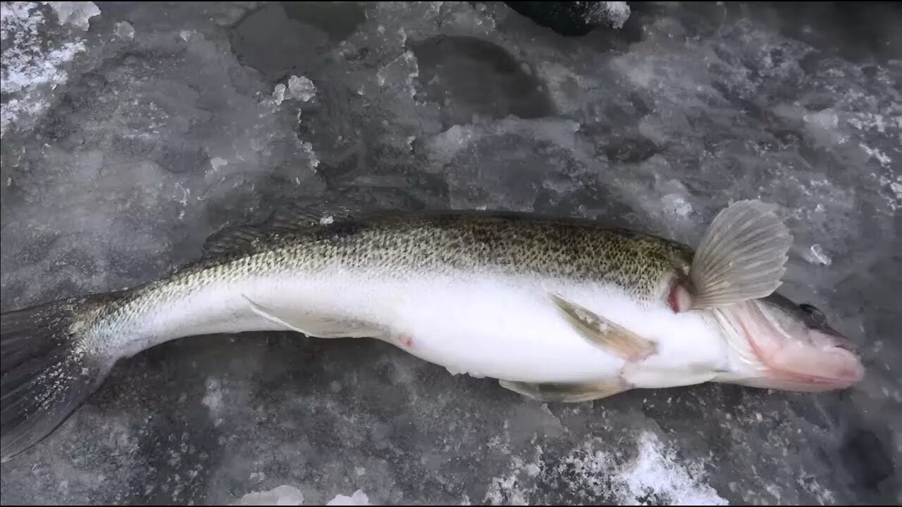 Судак зимой. Зимняя рыбалка на судака. Крупный Судак на льду. Судак зимой со льда.