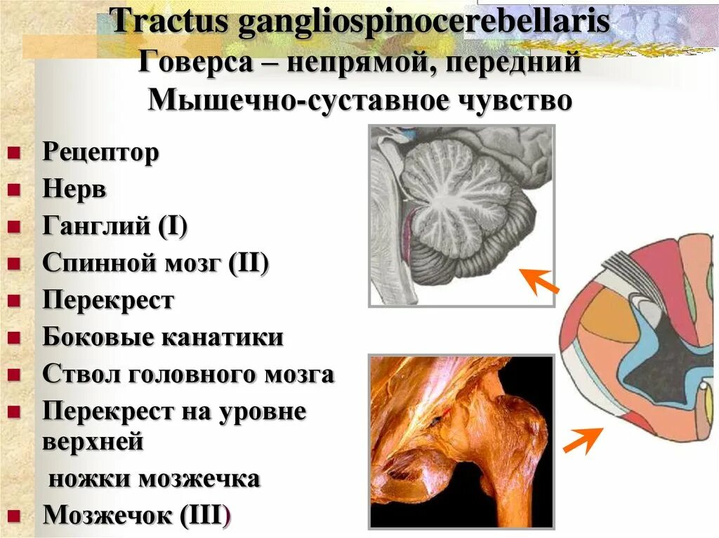 Мышечно суставное чувство. Мышечно суставное ощущение. Мышечно-суставная чувствительность. Мышечно суставное чувство нарушено. Центр мышечного чувства