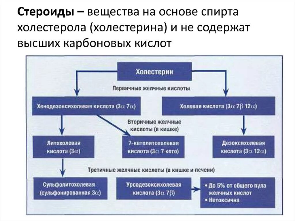 Первичные и вторичные желчные кислоты. Образование первичных желчных кислот. Третичные желчные кислоты. Образование и метаболизм желчных кислот. Вторичные желчные кислоты