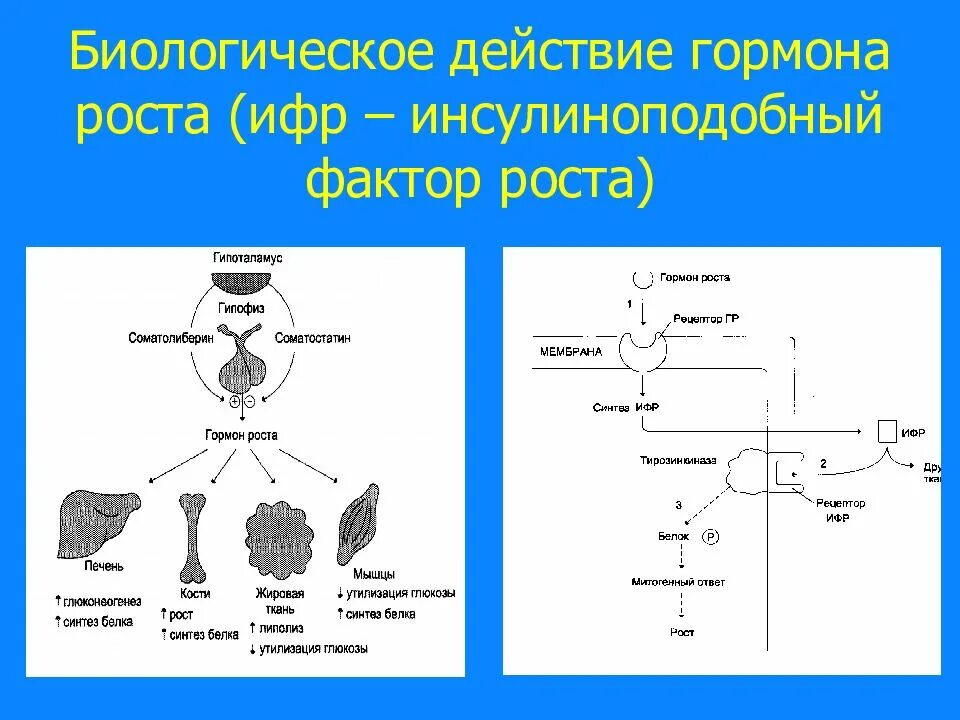 Биологические механизмы действия гормонов. Биологические эффекты гормона роста. Инсулин подобный фактор роста. Инсулиноподобные факторы роста. Без гормонов роста