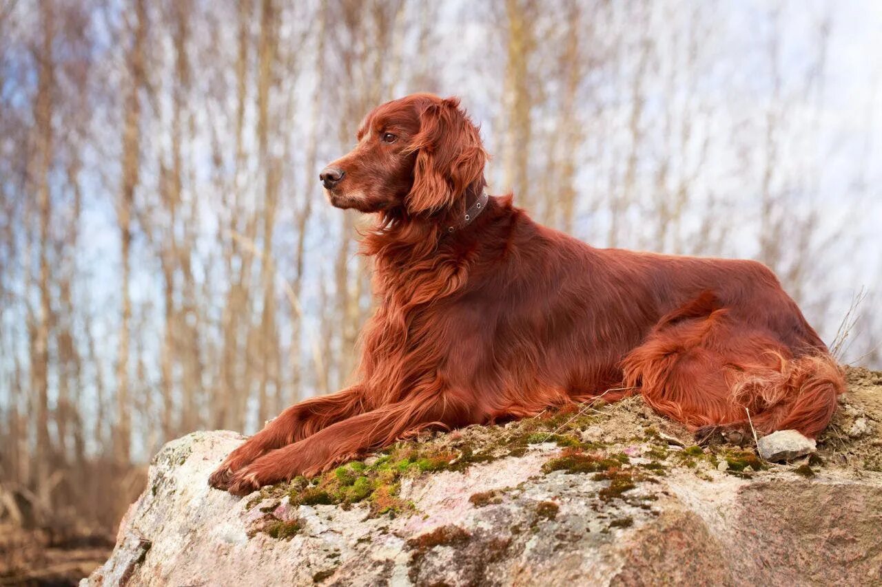 Irish red. Собака ирландский сеттер. Ирландский красный сеттер. Ирландский сеттер золотистый. Ирландский красный сеттер щенки.