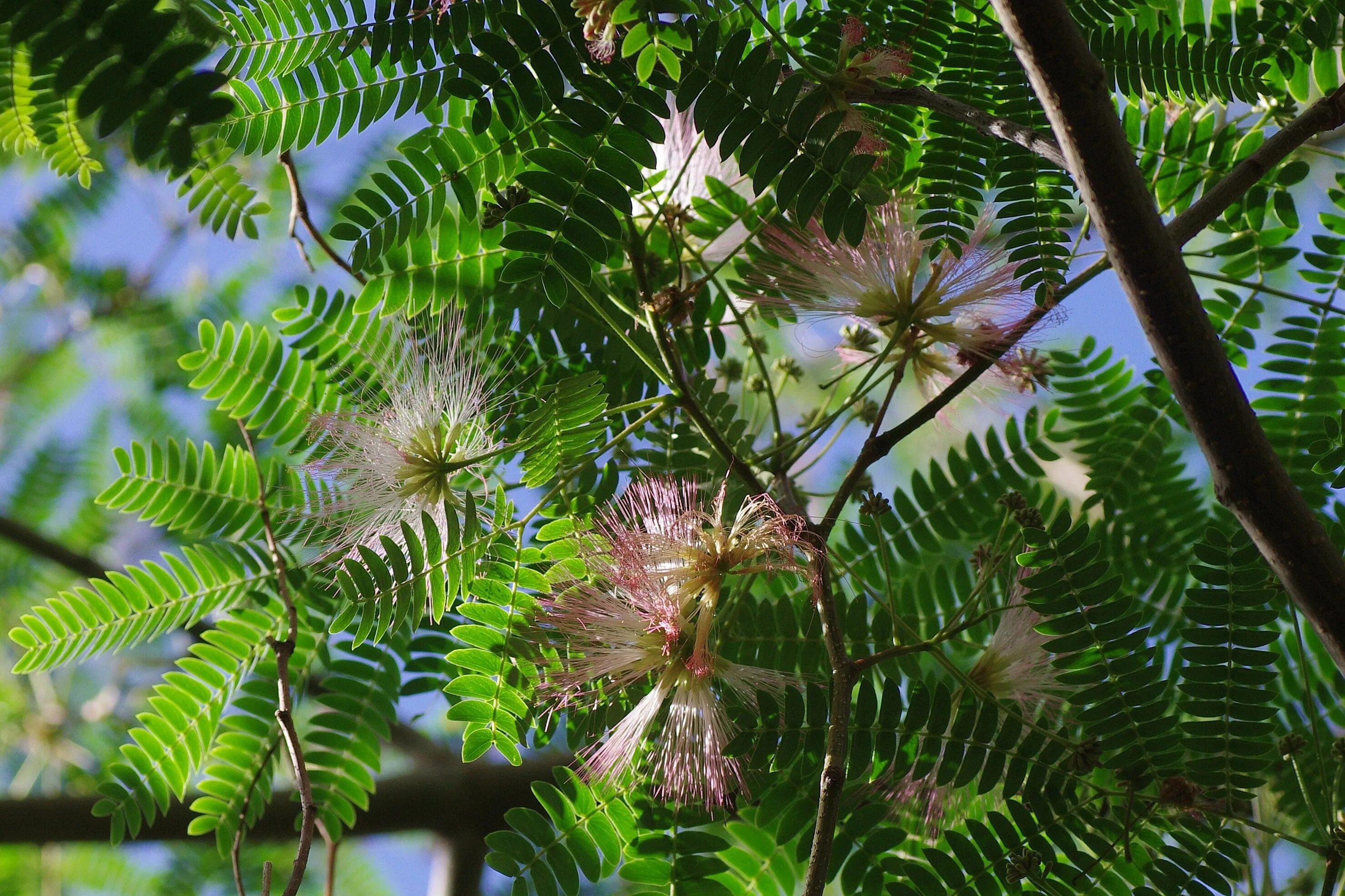 Tropical plant. Тропические растения. Тропическические растения. Тропические цветы. Тропические деревья.