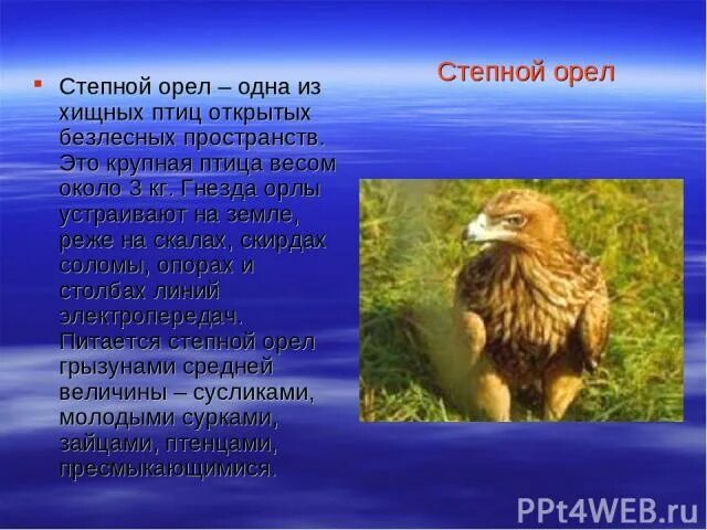 Степной орел сообщение 4. Рассказ про степного орла по окружающему миру. степной орел 4 класс окружающий мир. характеристика степного орла. сообщение о степном орле.