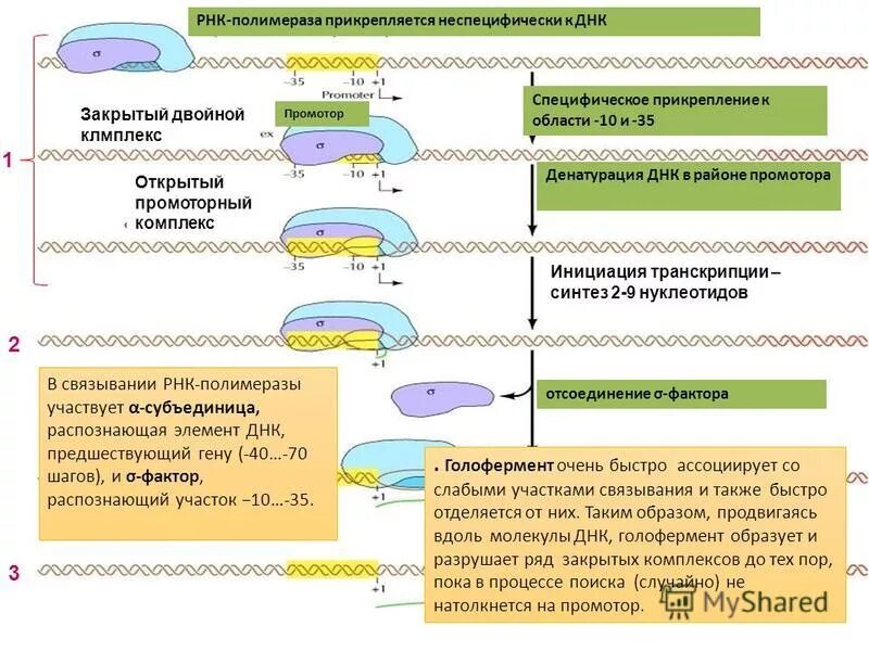 Соединение рнк полимеразы с промотором