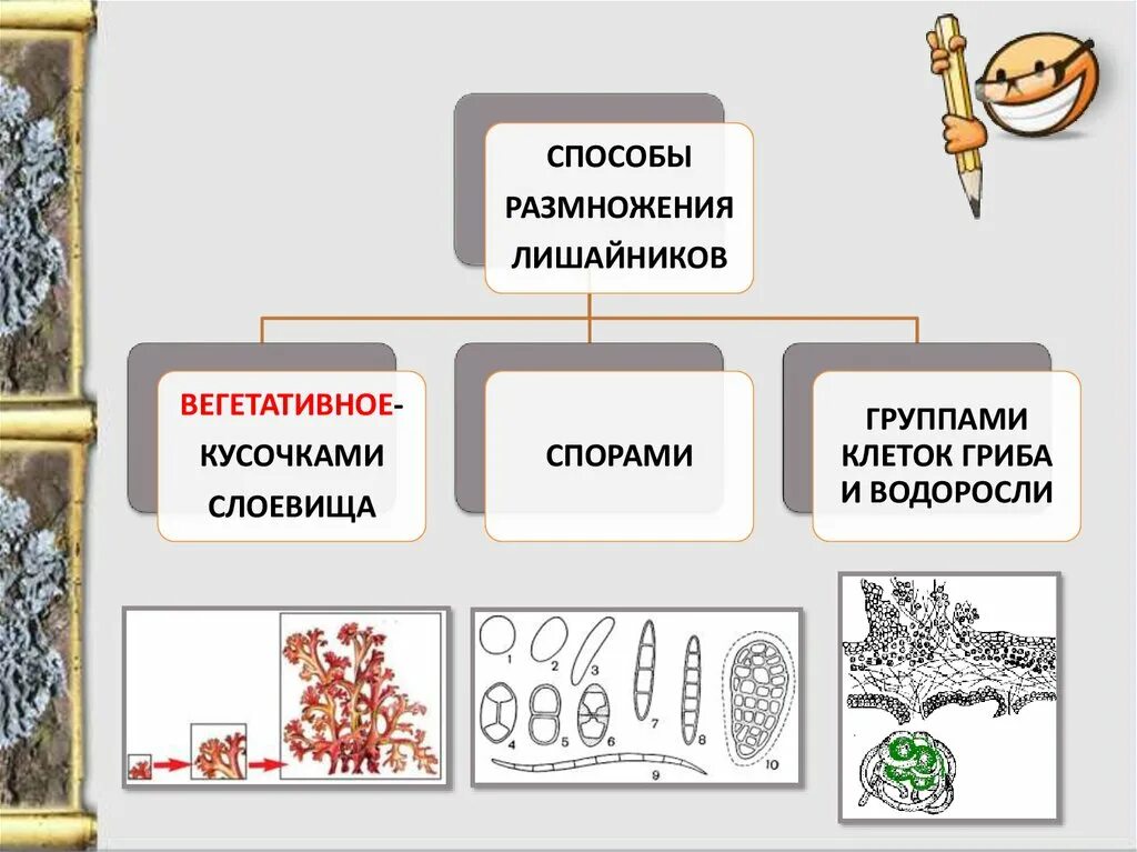 Лишайники строение размножение. Лишайник бесполое размножение. Лишайники способ размножения. Вегетативное размножение лишайника. Способы бесполого размножения лишайников.