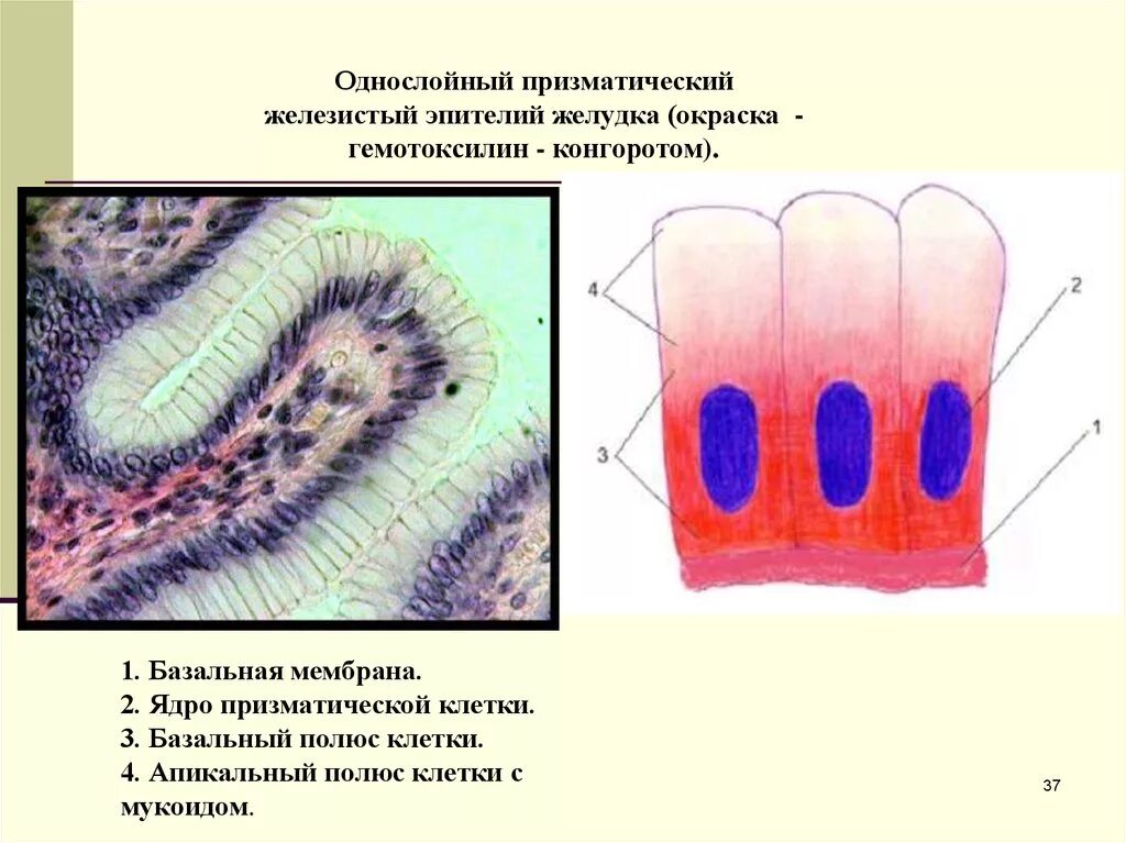Однослойный однорядный плоский эпителий. Однослойный многорядный призматический каемчатый эпителий. Эпителиальная ткань мерцательный эпителий. Клетки призматического эпителия. Клетки призматического эпителия.