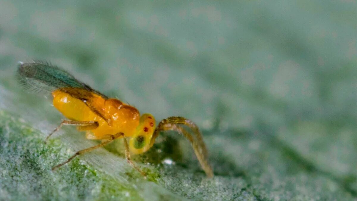 Златоглазка энтомофаг. Энтомофаги наездники. Eretmocerus eremicus. Энкарзия энтомофаг.