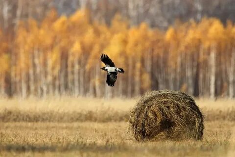 Охотничьи заказники