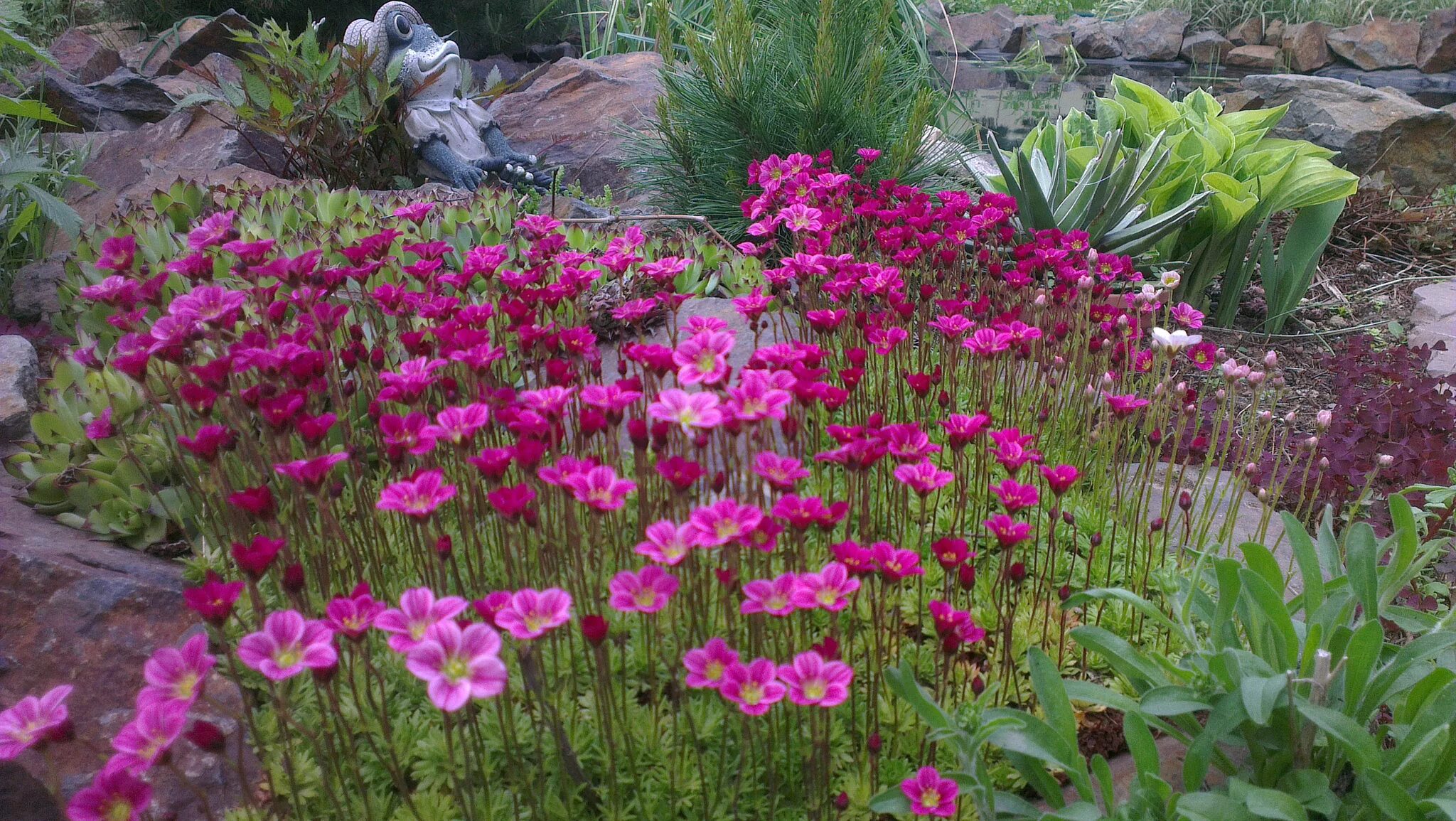 Datei:Saxifraga x arendsii.2111.JPG - Wikipedia