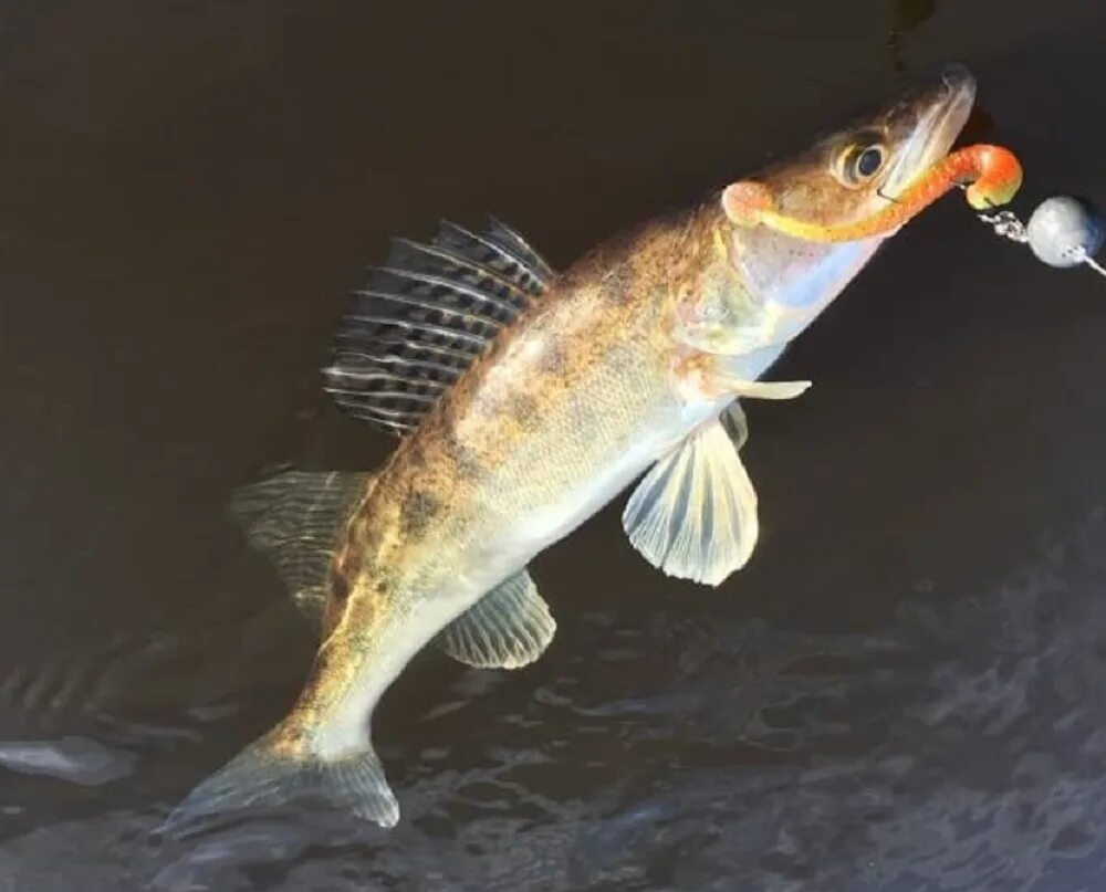 Окунь берш судак. Окунь берш судак. Берш донской. Речной окунь perca fluviatilis. Краснохвостый окунь.