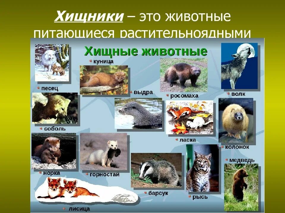 Записать по три примера животных. Хищные животные список животных. плотоядные животные список. хищные примеры. хищные звери.