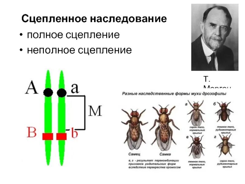 Полное и неполное. Сцепленное наследование полное и неполное. сцепленное наследование неполное сцепление. сцепленное наследование признаков закон моргана перекрест. закономерности сцепленного наследования (т морган 1900) drozophila.