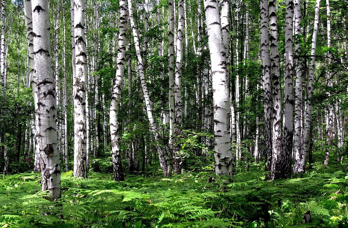 березовая роща горно алтайск. лес. березовая роща рязань. фотообои комар березовая роща. березовая роща якутии.