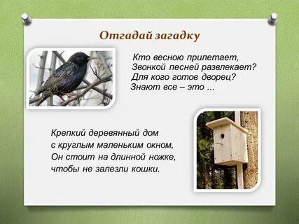 Вопросы по рассказу скворцы