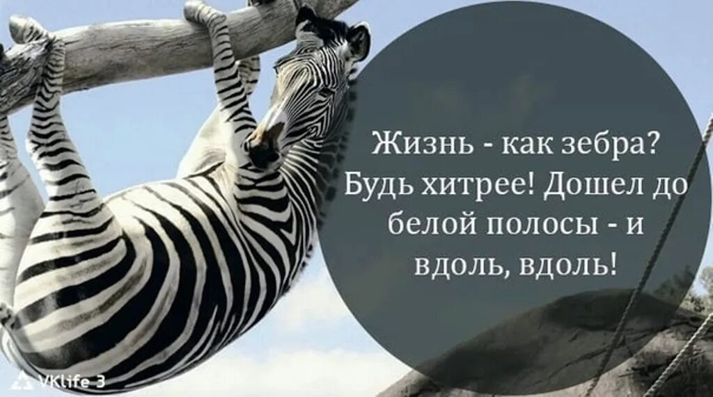 После черной полосы всегда белая. Жизнь - Зебра полосатая. Жизнь как Зебра. Жизнь как Зебра полоса белая полоса черная. Жизнь как Зебра будь хитрее дошел до белой полосы и вдоль вдоль.