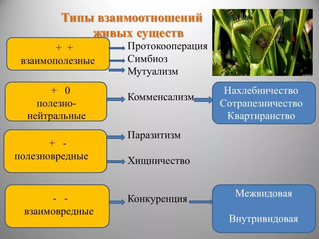 Какие отношения складываются между ежовником и джейраном. Типы взаимодействий между организмами. Типы взаимоотношений живых организмов паразитизм. Взаимосвязи между живыми организмами. Типы взаимоотношений хищничество паразитизм.