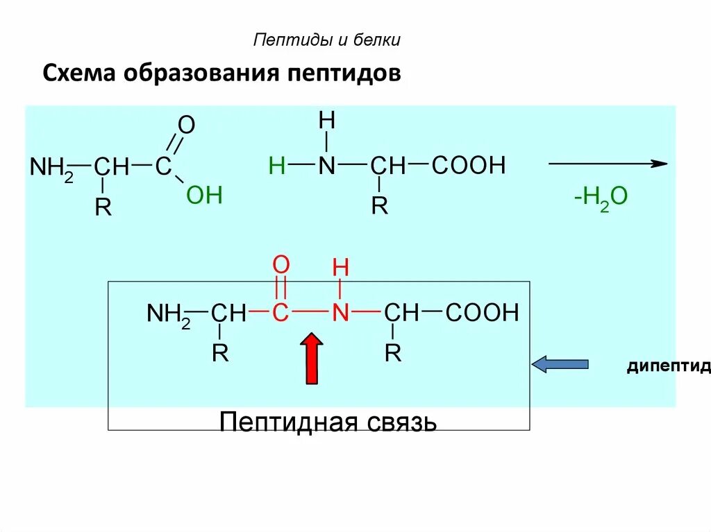 Образование пептидной связи происходит в. Аминокислоты пептиды белки. Аминокислоты образование пептидной связи. Образование пептидной связи между аминокислотами. Образование пептидной связи в белках.