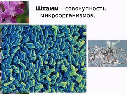 Что такое штамм в биологии