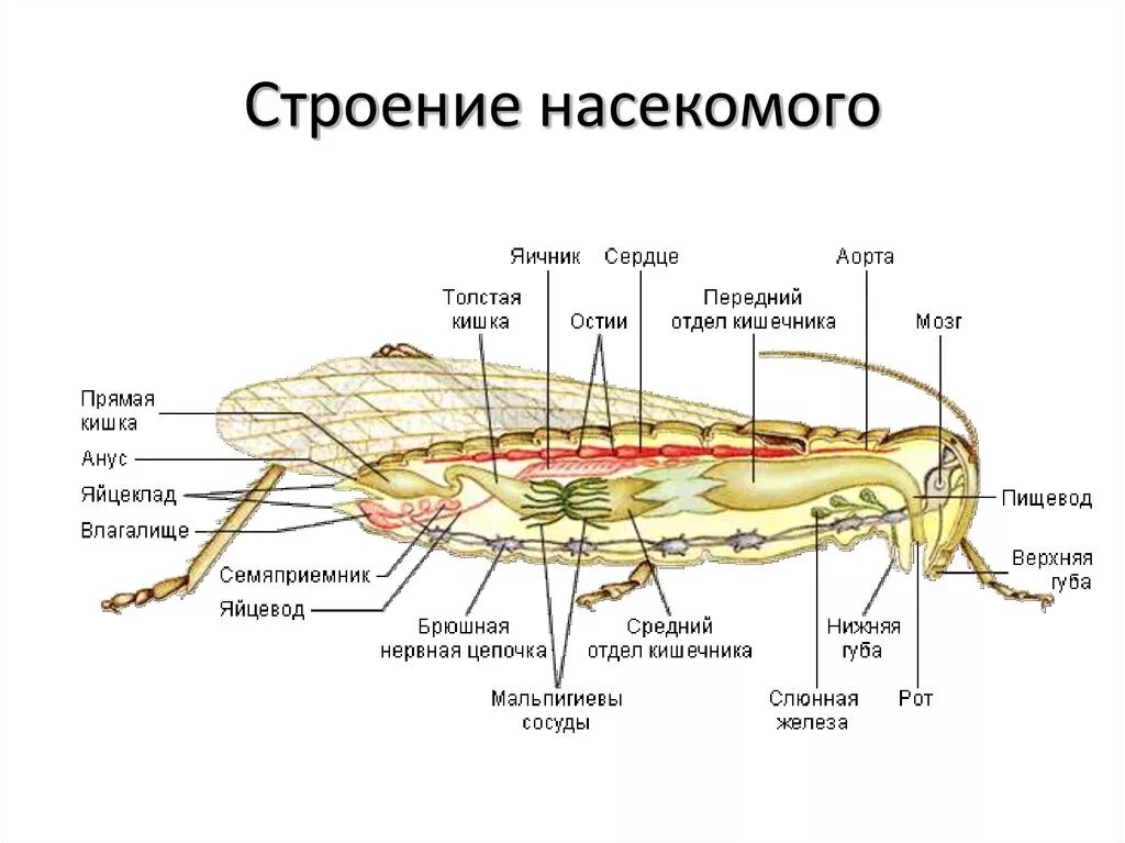 Внешнее строение насекомого схема. Внутреннее строение тела насекомых. Внешнее и внутреннее строение насекомых. Внешнее и внутреннее строение насекомого биология 7 класс. Насекомое работающая на органы