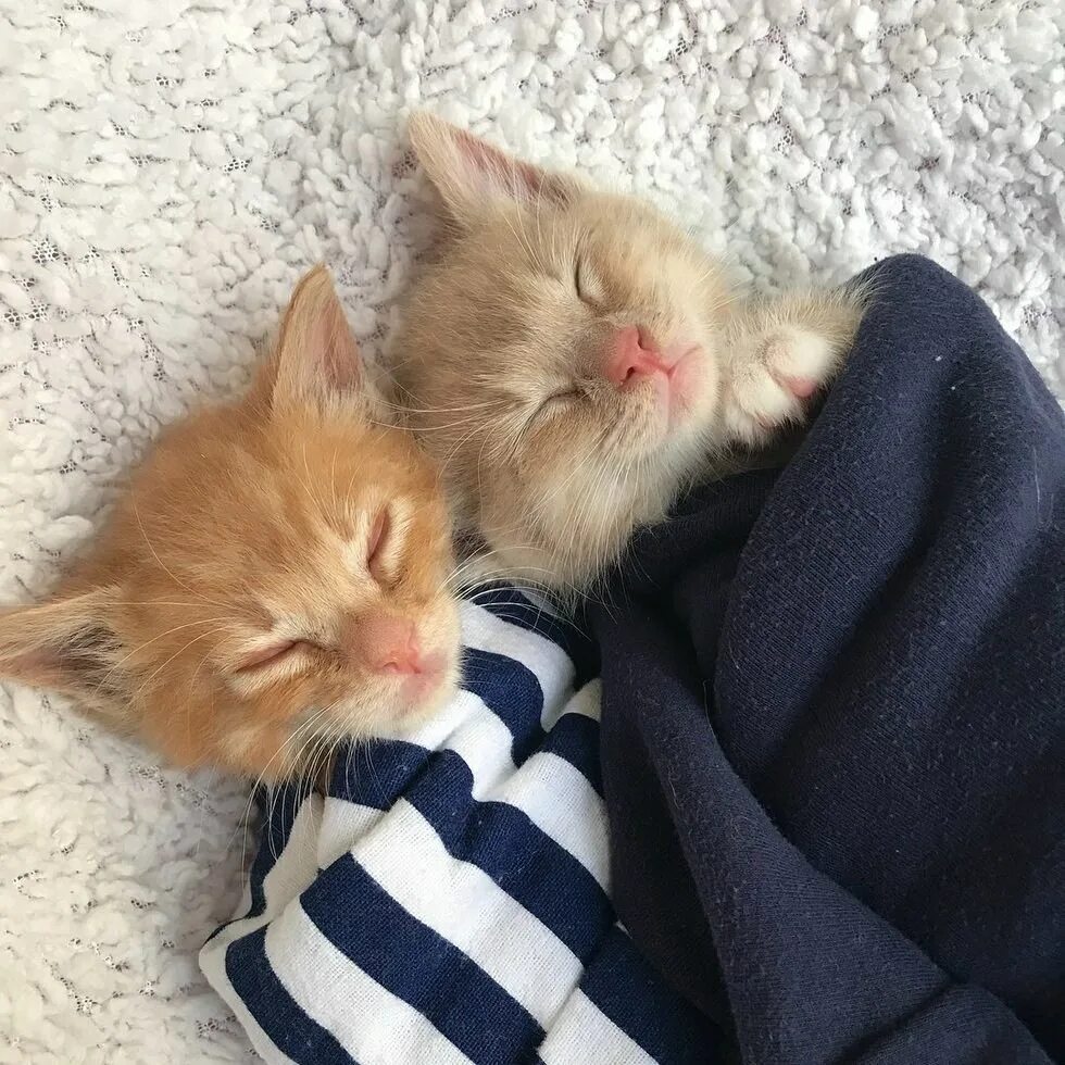 2 милых кота