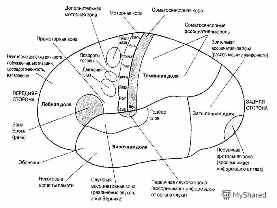 Расположенные в разных частях