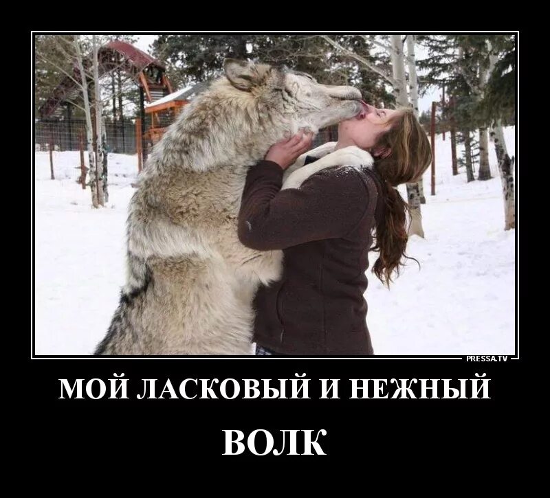 Мой ласковый и нежный зверь. Премия «мой ласковый и нужный зверь». Ты мой нежный зверь. Мои звери. Мой ласковый и нежный картинки.