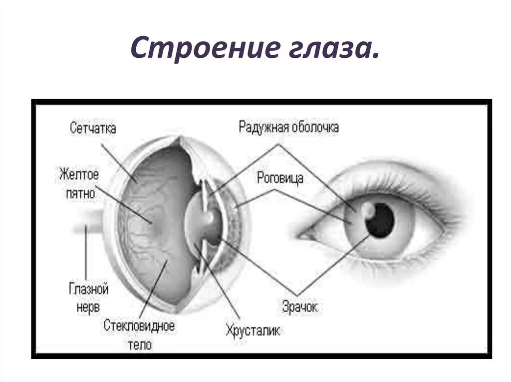 Строение глаза задание. Наружное строение глаза человека схема. Строение глаза человека схема с описанием. Строение глаза человека схема ЕГЭ. Схема глазного яблока 8 класс биология.