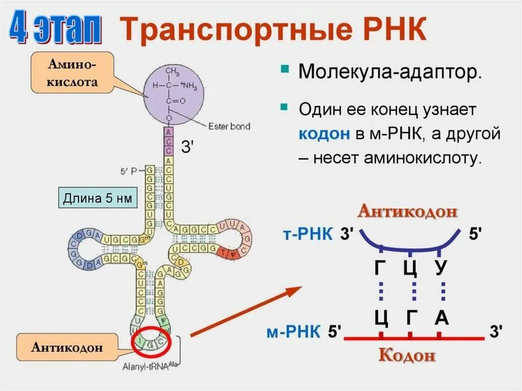 ТРНК. Транспортная РНК. Модификации ТРНК. Третичная структура ТРНК.