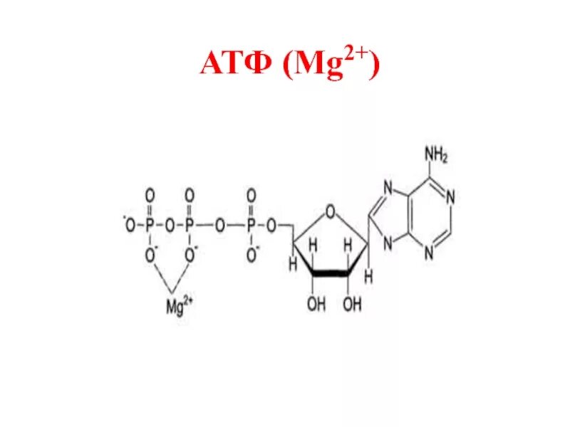 АТФ кофермент. Металлоферменты отдельные представители.. Mg2+, Gly-. Mg2+, Gly- комплекс.